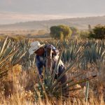 Harvester trims the spines from the core (the piña) of the agave plant_photo courtesy Alipus USA