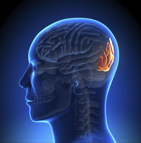 El lóbulo occipital: el centro de la visión que se reorganiza y cambia de bando en la oscuridad.. Fuente: decade3d / Getty Images